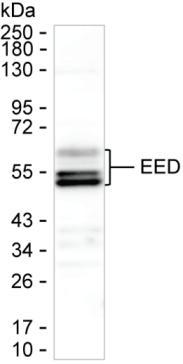 EED